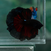 Load image into Gallery viewer, Male Rosetail - Black Butterfly #1640 - Live Betta Fish
