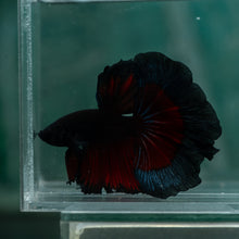 Load image into Gallery viewer, Male Rosetail - Black Butterfly #1640 - Live Betta Fish
