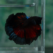 Load image into Gallery viewer, Male Rosetail - Black Butterfly #1640 - Live Betta Fish
