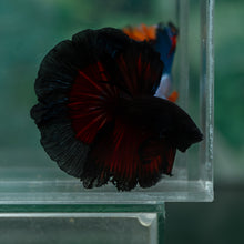 Load image into Gallery viewer, Male Rosetail - Black Butterfly #1640 - Live Betta Fish
