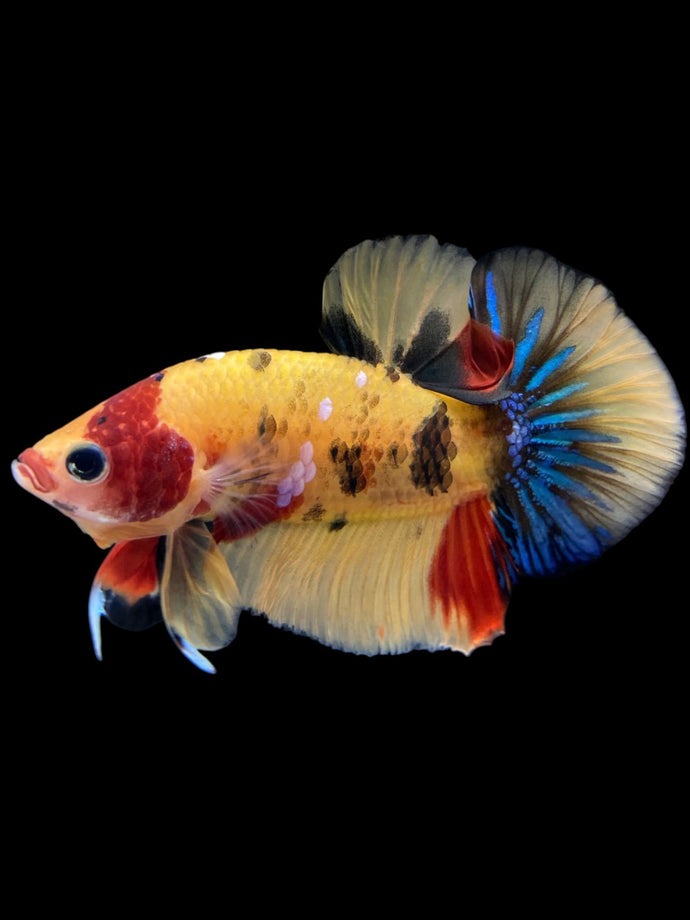 Male Halfmoon Plakat - Nemo Galaxy #1640 - Live Betta Fish
