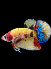 Load image into Gallery viewer, Male Halfmoon Plakat - Nemo Galaxy #1640 - Live Betta Fish
