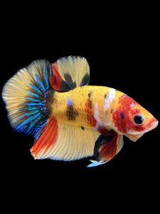 Male Halfmoon Plakat - Nemo Galaxy #1640 - Live Betta Fish