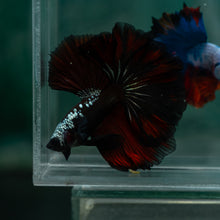 Load image into Gallery viewer, Male Rosetail - Red Samurai #1641 - Live Betta Fish
