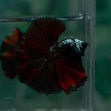 Load image into Gallery viewer, Male Rosetail - Red Samurai #1641 - Live Betta Fish
