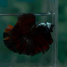 Load image into Gallery viewer, Male Rosetail - Red Samurai #1641 - Live Betta Fish
