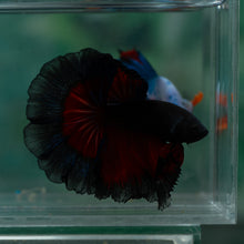 Load image into Gallery viewer, Male Rosetail - Black Butterfly #1642 - Live Betta Fish
