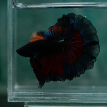 Load image into Gallery viewer, Male Rosetail - Black Butterfly #1642 - Live Betta Fish
