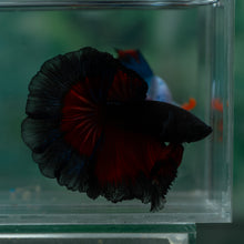 Load image into Gallery viewer, Male Rosetail - Black Butterfly #1642 - Live Betta Fish
