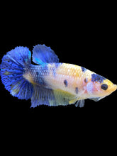 Load image into Gallery viewer, Female Halfmoon Plakat - Galaxy #1642 - Live Betta Fish
