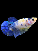 Load image into Gallery viewer, Female Halfmoon Plakat - Galaxy #1642 - Live Betta Fish
