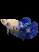 Load image into Gallery viewer, Female Halfmoon Plakat - Galaxy #1642 - Live Betta Fish
