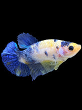 Load image into Gallery viewer, Female Halfmoon Plakat - Galaxy #1642 - Live Betta Fish
