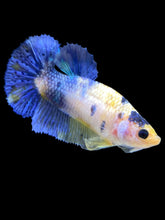 Load image into Gallery viewer, Female Halfmoon Plakat - Galaxy #1642 - Live Betta Fish
