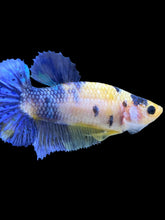 Load image into Gallery viewer, Female Halfmoon Plakat - Galaxy #1642 - Live Betta Fish
