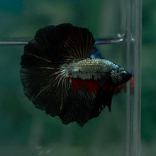 Load image into Gallery viewer, Male Rosetail - Black Dragon #1643 - Live Betta Fish

