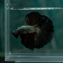 Load image into Gallery viewer, Male Rosetail - Black Dragon #1643 - Live Betta Fish
