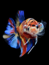 Load image into Gallery viewer, Male Halfmoon Plakat - Multicolor #1643 - Live Betta Fish
