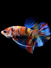 Load image into Gallery viewer, Male Halfmoon Plakat - Multicolor #1643 - Live Betta Fish
