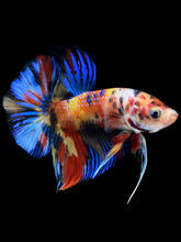 Load image into Gallery viewer, Male Halfmoon Plakat - Multicolor #1643 - Live Betta Fish
