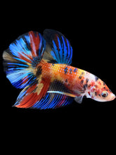 Load image into Gallery viewer, Male Halfmoon Plakat - Multicolor #1643 - Live Betta Fish
