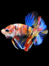 Load image into Gallery viewer, Male Halfmoon Plakat - Multicolor #1643 - Live Betta Fish
