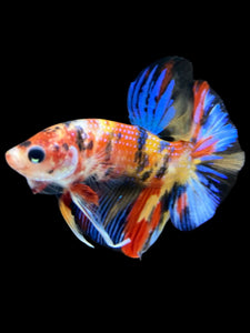 Male Halfmoon Plakat - Multicolor #1643 - Live Betta Fish