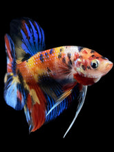 Load image into Gallery viewer, Male Halfmoon Plakat - Multicolor #1643 - Live Betta Fish
