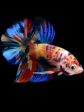 Load image into Gallery viewer, Male Halfmoon Plakat - Multicolor #1643 - Live Betta Fish
