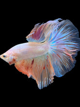 Load image into Gallery viewer, Male Halfmoon - Vanda #1644 - Live Betta Fish
