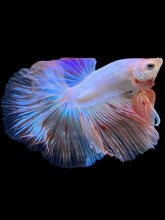 Load image into Gallery viewer, Male Halfmoon - Vanda #1644 - Live Betta Fish
