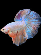 Load image into Gallery viewer, Male Halfmoon - Vanda #1644 - Live Betta Fish
