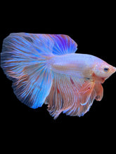 Load image into Gallery viewer, Male Halfmoon - Vanda #1644 - Live Betta Fish
