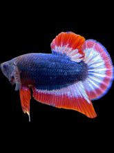 Load image into Gallery viewer, Male Halfmoon Plakat - Captain America #1645 - Live Betta Fish
