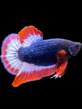 Load image into Gallery viewer, Male Halfmoon Plakat - Captain America #1645 - Live Betta Fish
