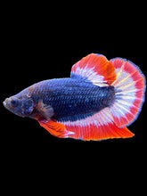 Load image into Gallery viewer, Male Halfmoon Plakat - Captain America #1645 - Live Betta Fish
