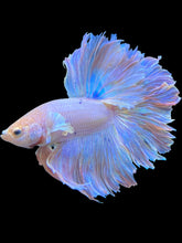 Load image into Gallery viewer, Male Rosetail - Pastel Pink #1646 - Live Betta Fish (SKIN TAG)
