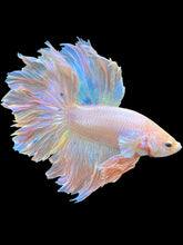 Load image into Gallery viewer, Male Rosetail - Pastel Pink #1646 - Live Betta Fish (SKIN TAG)
