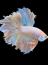 Load image into Gallery viewer, Male Rosetail - Pastel Pink #1646 - Live Betta Fish (SKIN TAG)
