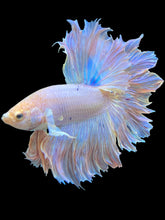 Load image into Gallery viewer, Male Rosetail - Pastel Pink #1646 - Live Betta Fish (SKIN TAG)
