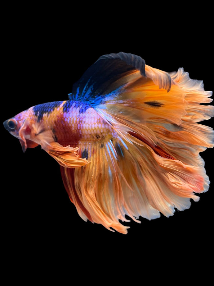 Male Rosetail - Galaxy #1647 - Live Betta Fish