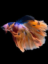 Load image into Gallery viewer, Male Rosetail - Galaxy #1647 - Live Betta Fish

