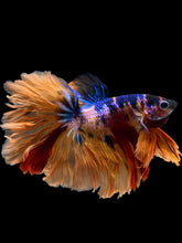 Load image into Gallery viewer, Male Rosetail - Galaxy #1647 - Live Betta Fish
