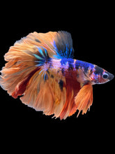 Load image into Gallery viewer, Male Rosetail - Galaxy #1647 - Live Betta Fish
