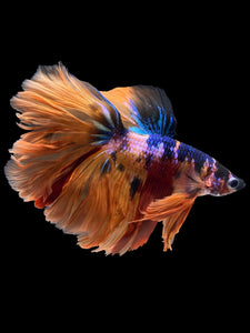 Male Rosetail - Galaxy #1647 - Live Betta Fish