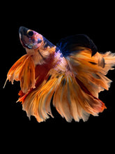 Load image into Gallery viewer, Male Rosetail - Galaxy #1647 - Live Betta Fish

