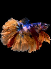 Load image into Gallery viewer, Male Rosetail - Galaxy #1647 - Live Betta Fish
