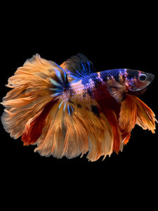 Male Rosetail - Galaxy #1647 - Live Betta Fish