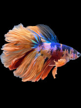 Load image into Gallery viewer, Male Rosetail - Galaxy #1647 - Live Betta Fish
