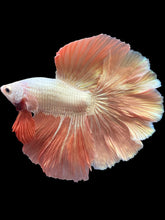 Load image into Gallery viewer, Male Rosetail - Rosegold #1648 - Live Betta Fish
